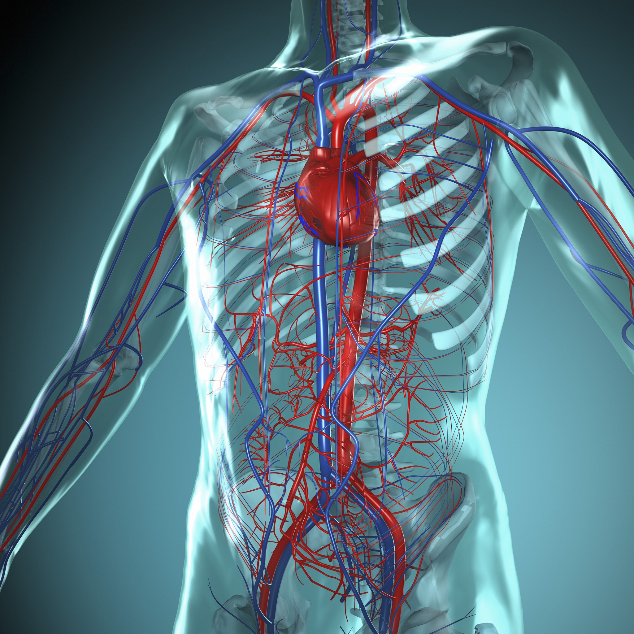 Illustration eines transparenten menschlichen Torsos zur Darstellung von Herz und Blutkreislauf